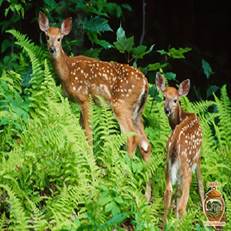 چاه نخجیر روشی سنتی برای شکار در گیلان بود که با ایجاد پرچین و محوطه محصور، حیوانات را به دام می‌انداختند. این روش در زمان شاه عباس صفوی با تلفات انسانی و حیوانی زیادی همراه بود.