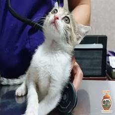 کلینیک دامپزشکی و پانسیون حیوانات چیتا در رشت، مجموعه‌ای مجهز و حرفه‌ای است که خدمات درمانی کامل (تشخیص، درمان، پیشگیری) و نگهداری موقت حیوانات را در محیطی امن ارائه می‌دهد.