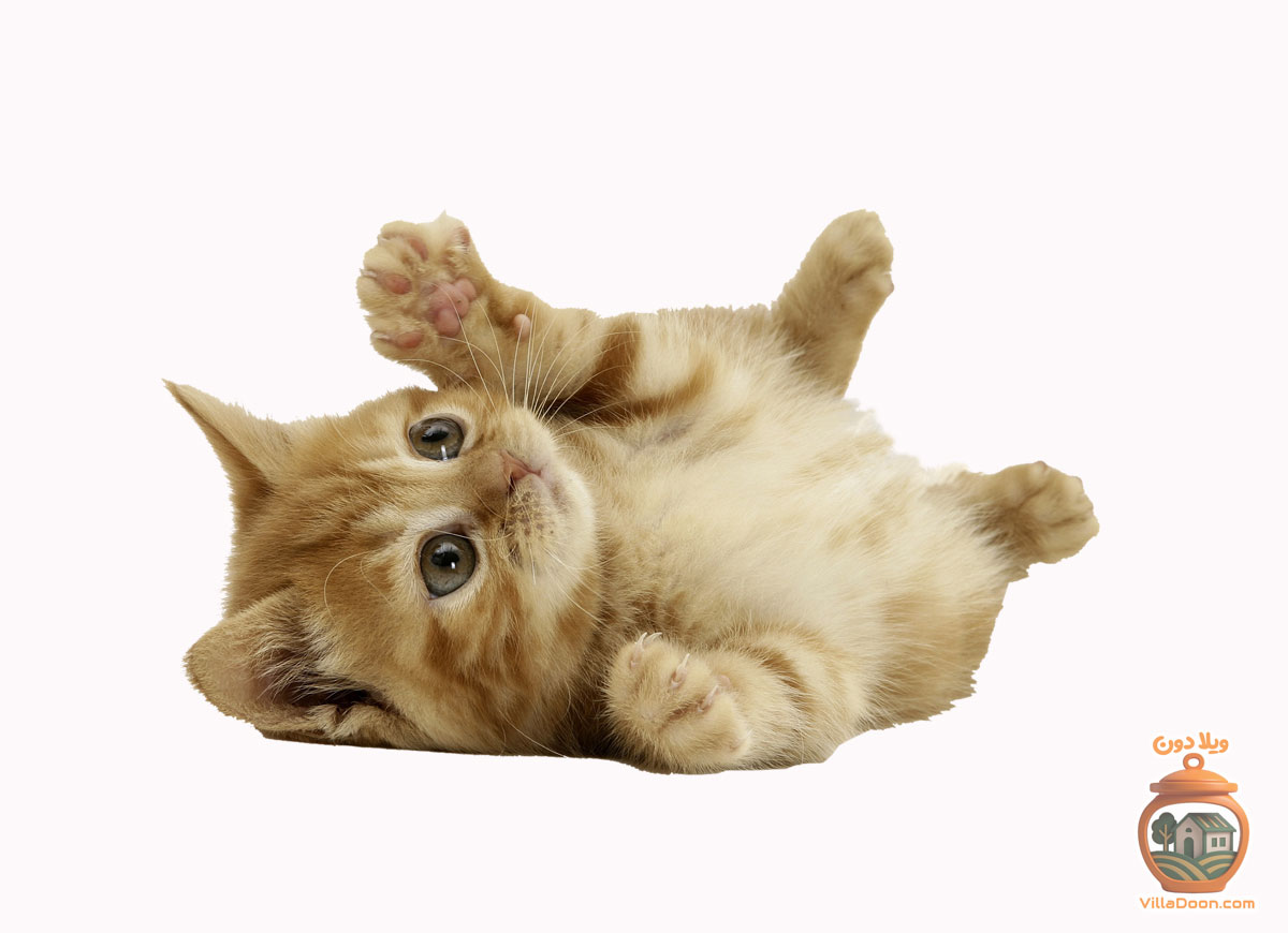 کلینیک دامپزشکی ایرانمهر در محله بوسار رشت، با بهره‌گیری از تجهیزات مدرن و تیم متخصص، خدمات تشخیصی و درمانی باکیفیت در محیطی امن برای حیوانات خانگی ارائه می‌دهد. 