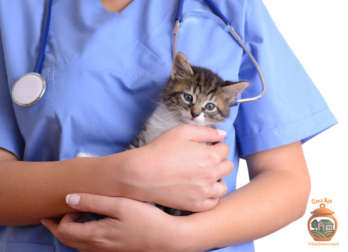 پلی‌کلینیک دامپزشکی آهو در شهرک گلها، کلینیکی متعهد و دلسوز با تجهیزات مدرن است که خدمات دامپزشکی مبتنی بر وجدان کاری و با صبر و حوصله ارائه می‌دهد. این مرکز بر سلامت حیوانات تمرکز دارد.