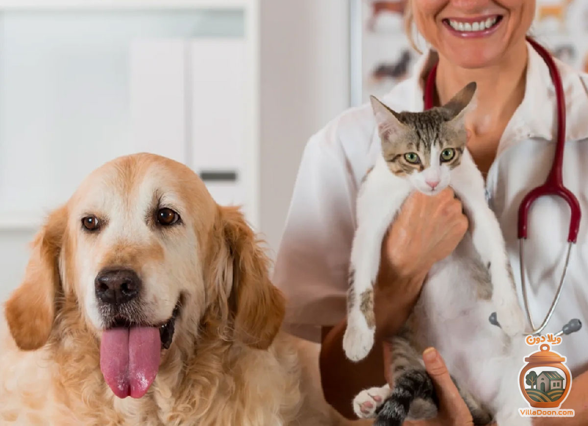 مرکز دامپزشکی بهشت در شهرک بهشتی رشت، با خدمات تخصصی، محیط آرام و رویکردی محترمانه، تجربه‌ای متمایز در درمان حیوانات ارائه می‌دهد. این مرکز با تعهد به رفاه و کیفیت، انتخابی خاص و مطمئن است.