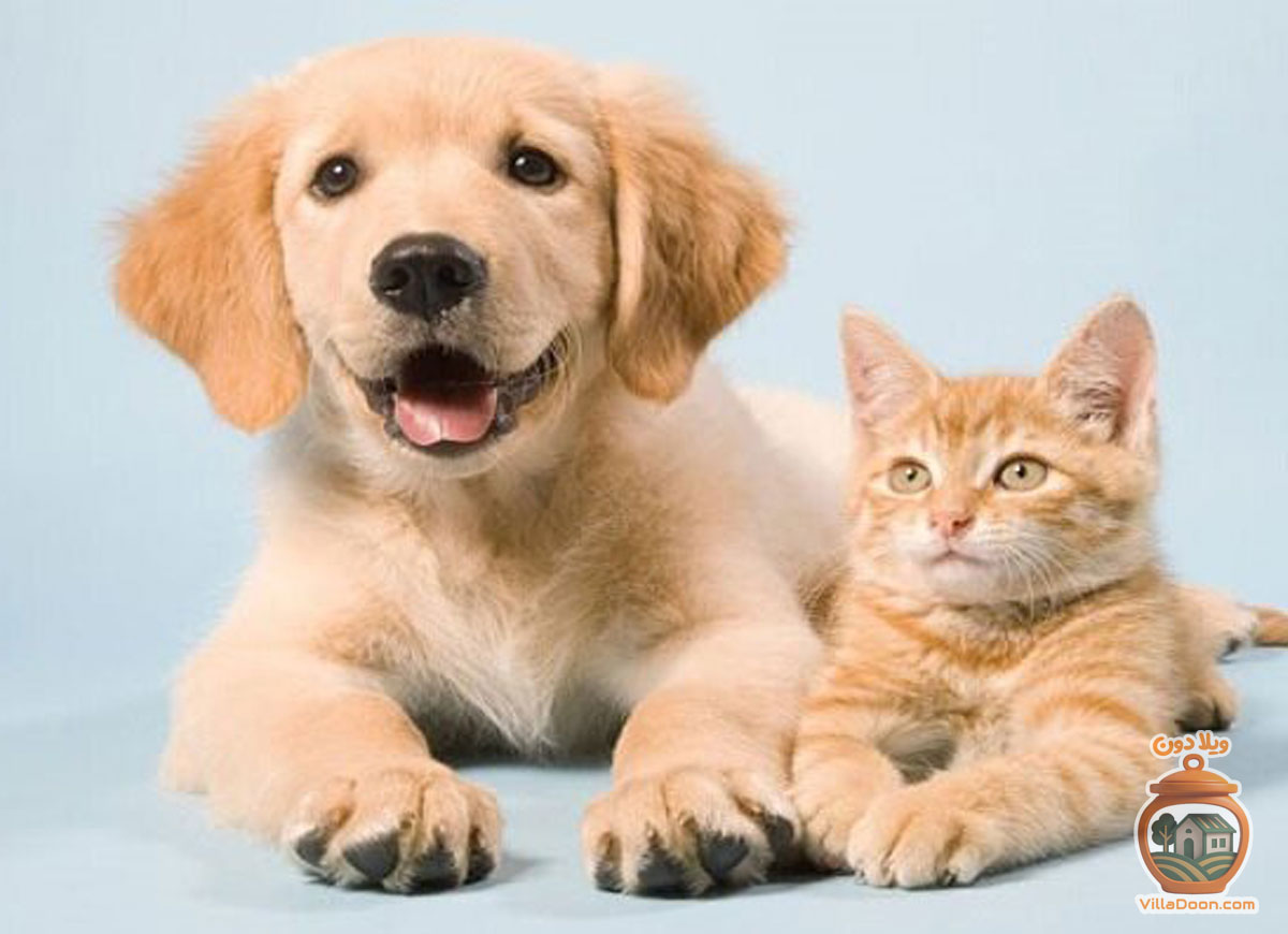 کلینیک دامپزشکی مهر در لنگرود (خیابان آزادگان) مرکزی است که با تلفیق دانش، تجربه و عشق به حیوانات، خدمات درمانی را در محیطی سرشار از دلسوزی ارائه می‌دهد. اینجا مهر، فلسفه اصلی کار است.