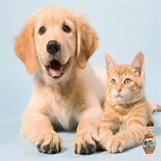 کلینیک دامپزشکی مهر در لنگرود (خیابان آزادگان) مرکزی است که با تلفیق دانش، تجربه و عشق به حیوانات، خدمات درمانی را در محیطی سرشار از دلسوزی ارائه می‌دهد. اینجا مهر، فلسفه اصلی کار است.