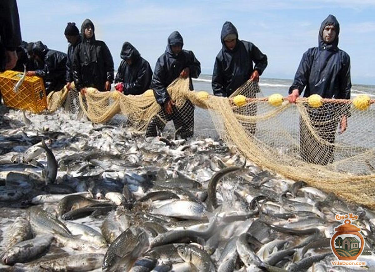 انواع ماهی شور و دودی گیلان، سوغاتی اصیل شمال با طعمی منحصربه‌فرد برای سفره‌های ایرانی.