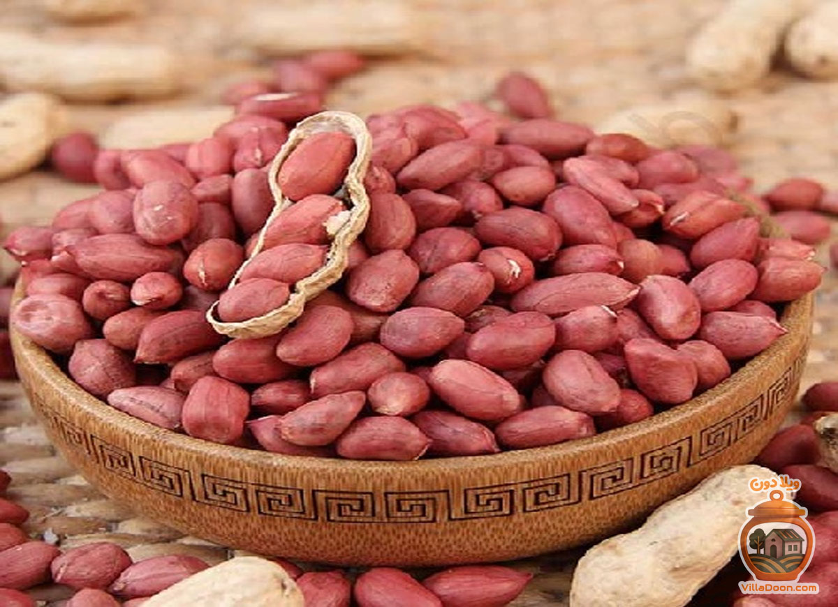 بادام زمینی آستانه اشرفیه، سوغاتی معطر و پرطرفدار گیلان. از کشت تا مصرف، دلیل محبوبیت و خواص این طلای خوراکی شمال ایران را بخوانید.