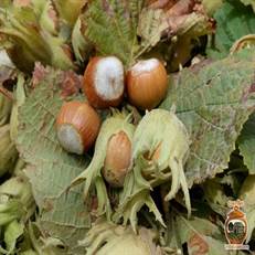 اصالت گیلان در خشکبار محلی رودسر؛ از فندق اشکورات تا تخمه محلی. خرید مستقیم از باغداران با طعم و عطری به یادماندنی.