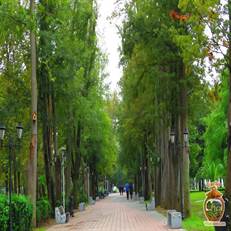 قدیمی‌ترین باغ رشت با فضای سبز فوق‌العاده و عمارت کلاه‌فرنگی دیدنی. راهنمای کامل بازدید از باغ محتشم + نکات عکاسی و دسترسی.
